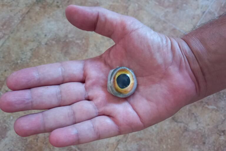 El ojo en la mano
